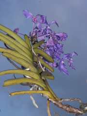 Vanda coerulea