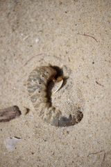 Pericoptus truncatus