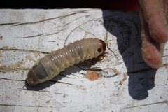 Pericoptus truncatus