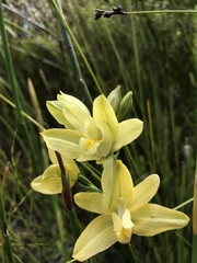 Orthochilus tabularis