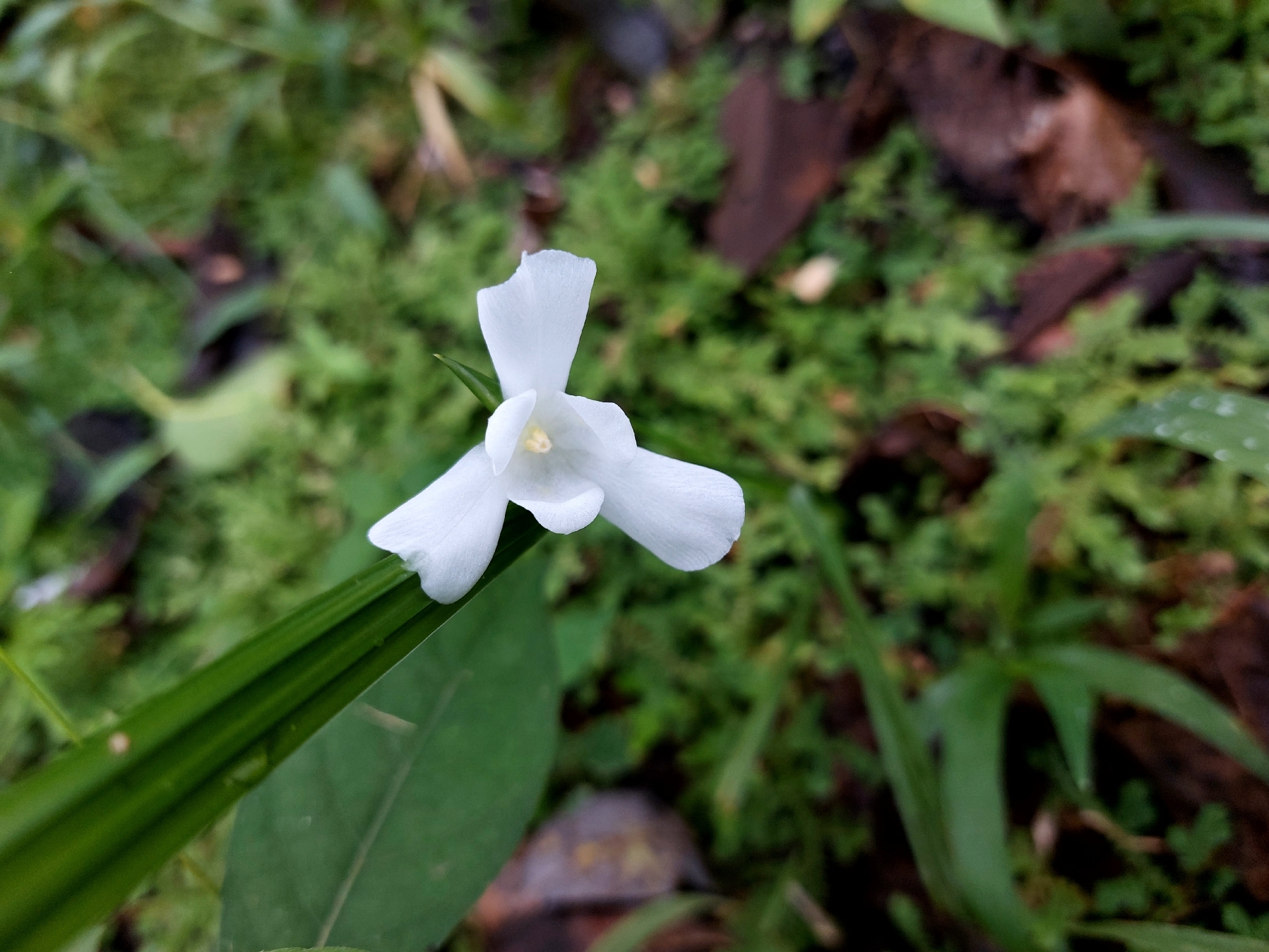 Cipura campanulata