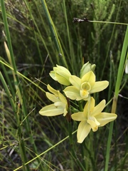 Orthochilus tabularis