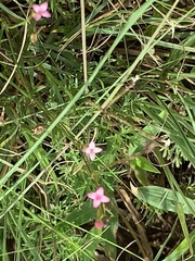 Cordylostigma virgatum