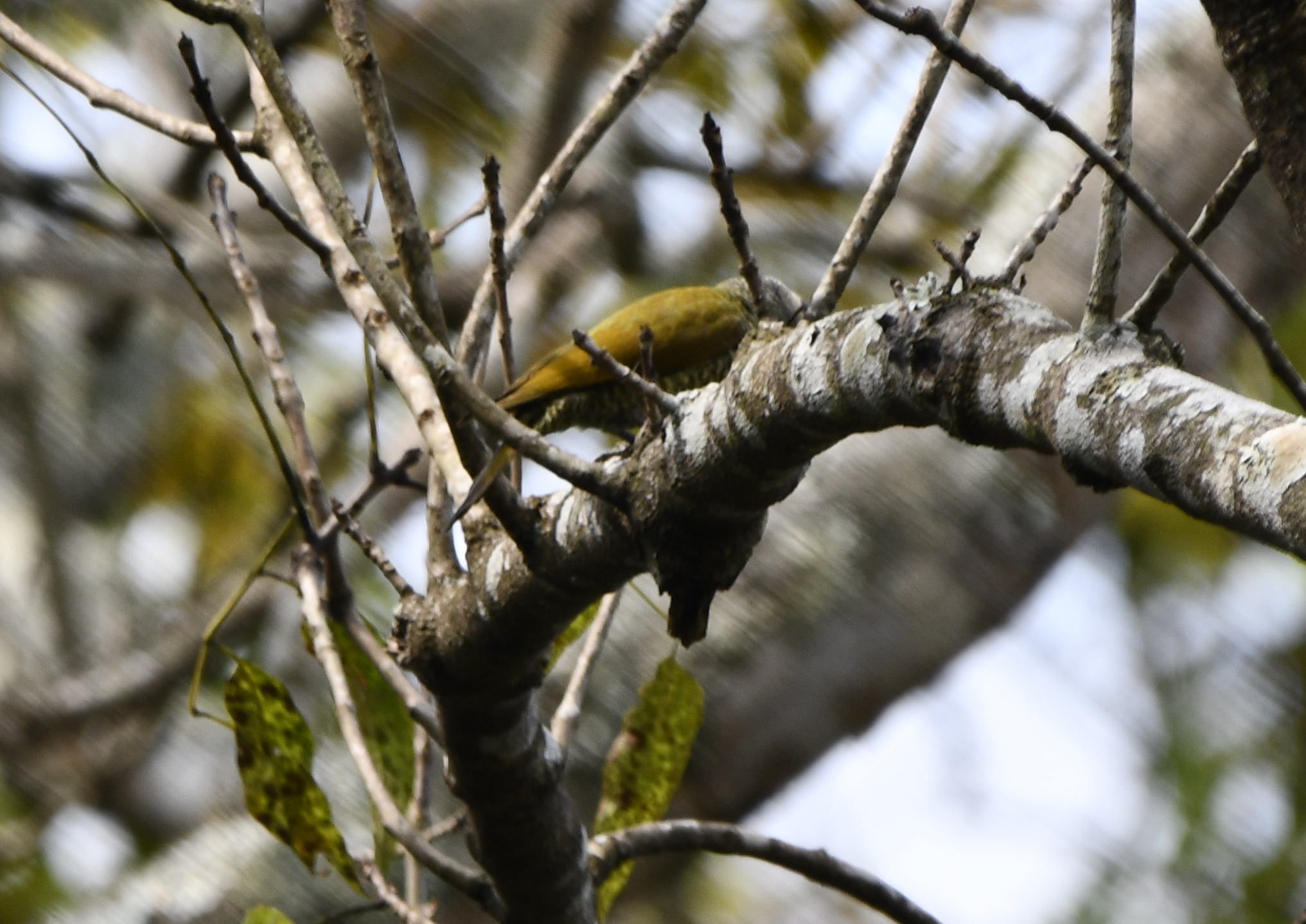 Grey-crowned Woodpecker (Colaptes auricularis), photo 10