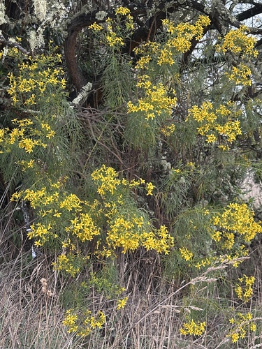 Bidens menziesii observed 2025-11-23