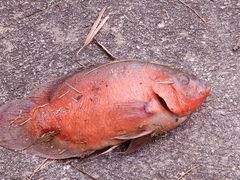 Astronotus ocellatus