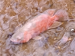 Astronotus ocellatus