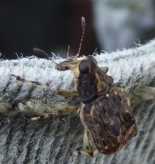 Ecprepia bigrumis