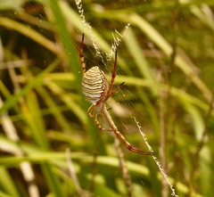 Argiope magnifica