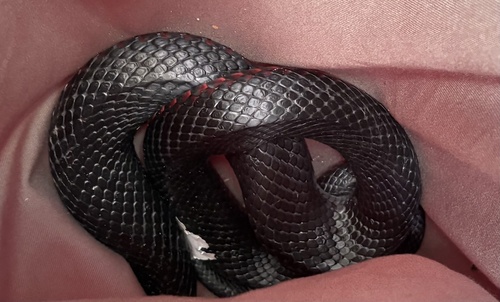 Red-bellied Black Snake sighting