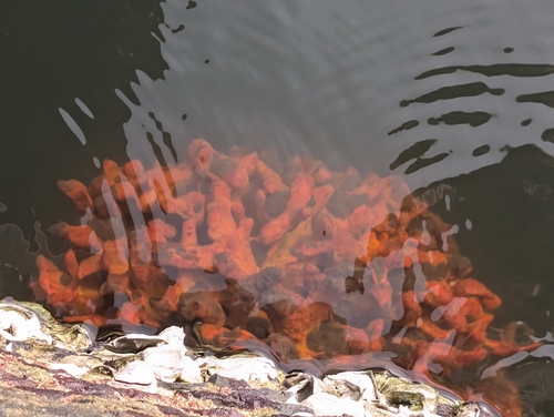 Suberites aurantiacus, 2025-11-23