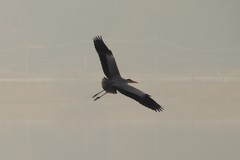 Ardea cinerea