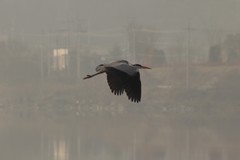 Ardea cinerea