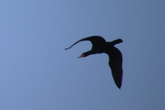 Phalacrocorax carbo