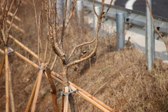 Phoenicurus auroreus