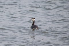 Podiceps cristatus