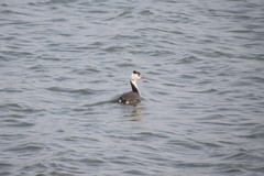 Podiceps cristatus