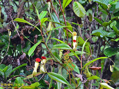 Nepenthes distillatoria