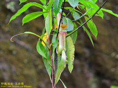 Nepenthes distillatoria