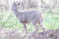 Odocoileus virginianus leucurus
