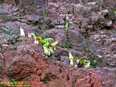 Nepenthes distillatoria
