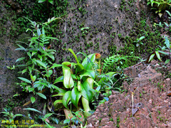 Nepenthes distillatoria