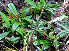 Nepenthes distillatoria