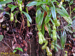 Nepenthes distillatoria