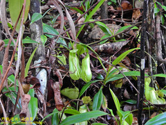 Nepenthes distillatoria