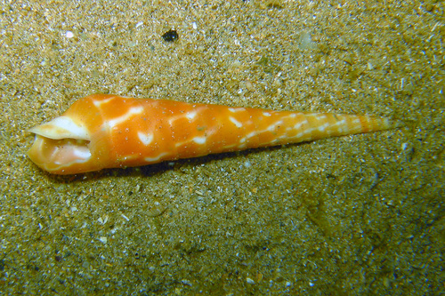 Terebra dimidiata observed 2025-11-23