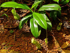 Nepenthes distillatoria