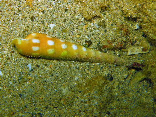 Terebra guttata, 2025-11-23