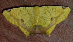 Nepheloleuca complicata