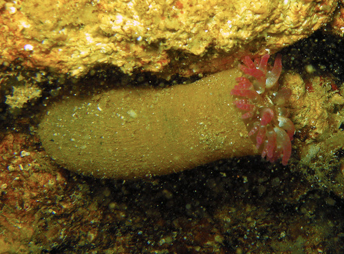 Telmatactis, 2025-11-23