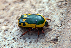 Pachnodella impressa