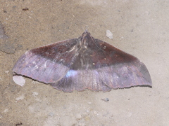 Ischyja