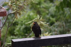 Turdus boulboul