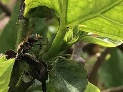 Pachodynerus nasidens