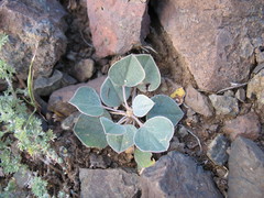 Gueldenstaedtia monophylla