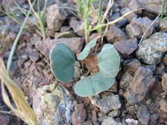 Gueldenstaedtia monophylla