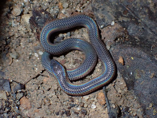 Gervais' Worm Snake