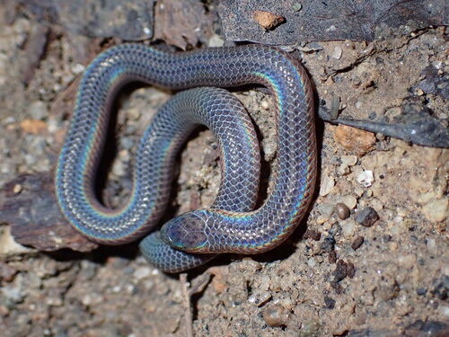 Gervais' Worm Snake
