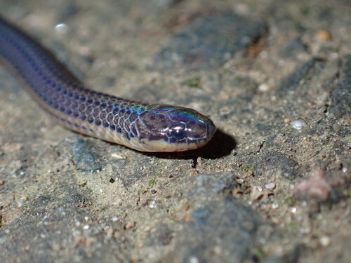 Gervais' Worm Snake