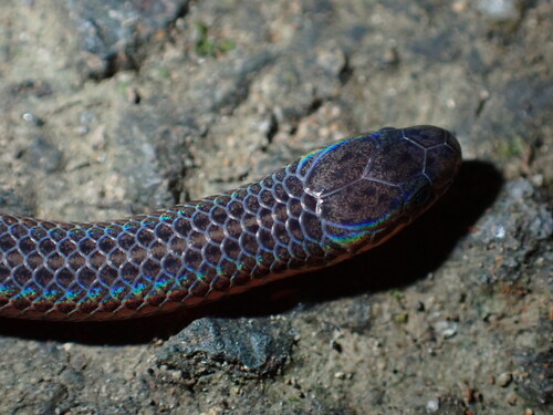 Gervais' Worm Snake