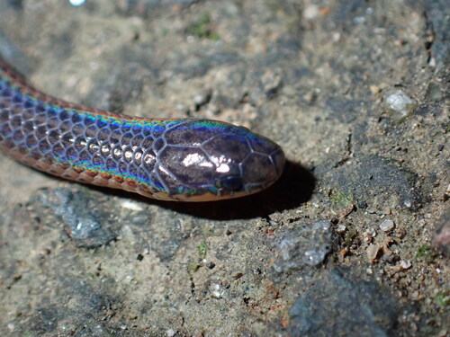 Gervais' Worm Snake