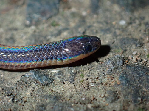 Gervais' Worm Snake