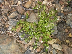 Dentella repens
