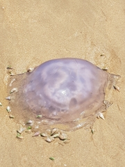 Rhizostomatoidea
