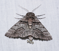 Hypobapta diffundens