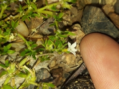 Dentella repens